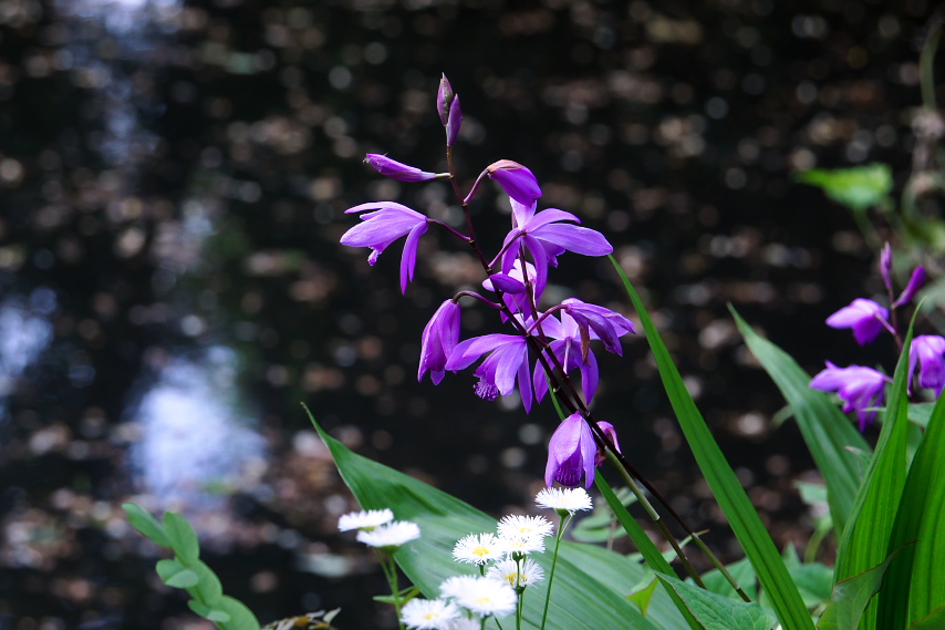 池のシラン(紫蘭) - 六本杉公園