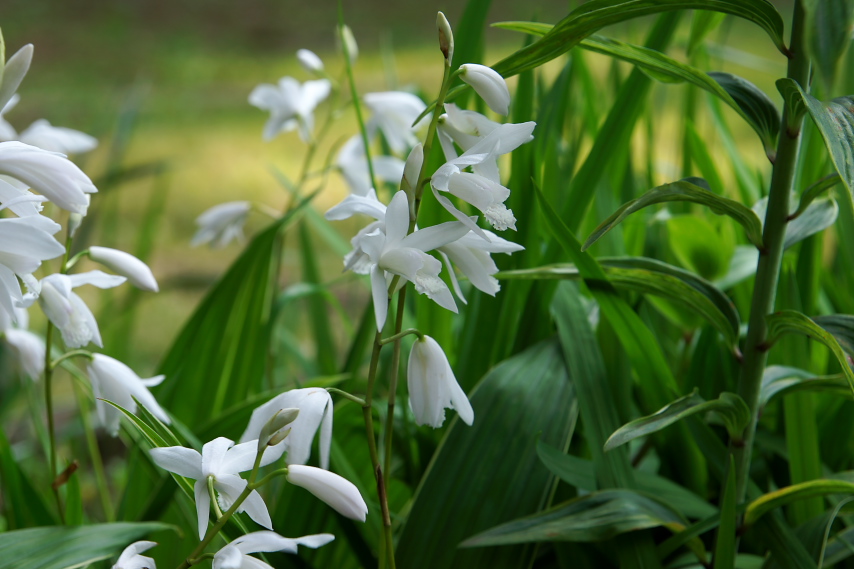 花壇の白いシラン(紫蘭) - 六本杉公園