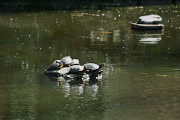 池の石に集まっている亀 - 六本杉公園
