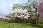 満開の東側斜面下の桜 - 小宮公園