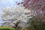 満開の東側斜面下の桜2 - 小宮公園