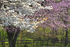 東側斜面下の桜の花2 2013年 - 小宮公園