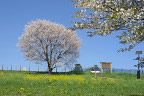 丘の東側入口の桜 - 小宮公園