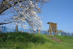 桜が咲いた丘の入口 - 小宮公園