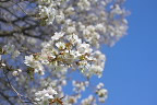 桜の花(丘の入口) - 小宮公園