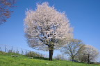 桜が並ぶひよどり山の丘 - 小宮公園