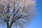 遅咲きの丘の桜 - 小宮公園