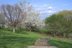 ひよどり山の丘に咲く大島桜 - 小宮公園