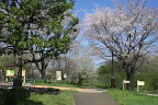 ひよどり山の入口の桜 - 小宮公園