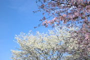 東側斜面下の桜の花 2013年 - 小宮公園