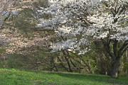 東側斜面下の桜の花3 2013年 - 小宮公園