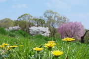 桜と蒲公英が咲くひよどり山の丘 - 小宮公園