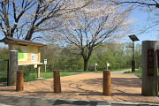 桜が咲く小宮公園のひよどり山入口 - 小宮公園