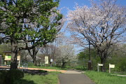 ひよどり山の入口の桜 - 小宮公園