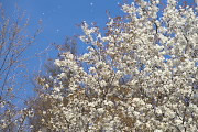 風に散りつつある山桜 - 小宮公園