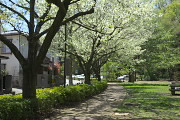 弁天橋の通りの大島桜の並木2 - 小宮公園