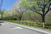 弁天通りの桜並木 - 小宮公園