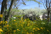 ヤマブキが咲く林の中から見た大島桜の並木 - 小宮公園