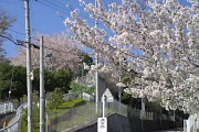 桜が咲くひよどり山トンネルの上、弁天橋の通り