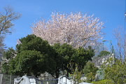 桜が咲くひよどり斜面緑地