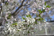 大島桜の花 - ひよどり山トンネルの上