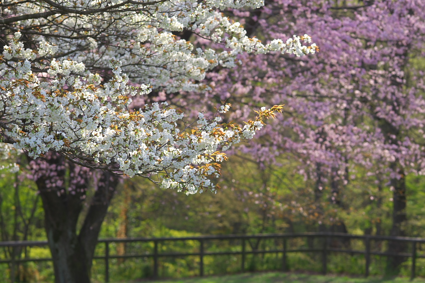 東側斜面下の桜の花2 2013年 - 小宮公園
