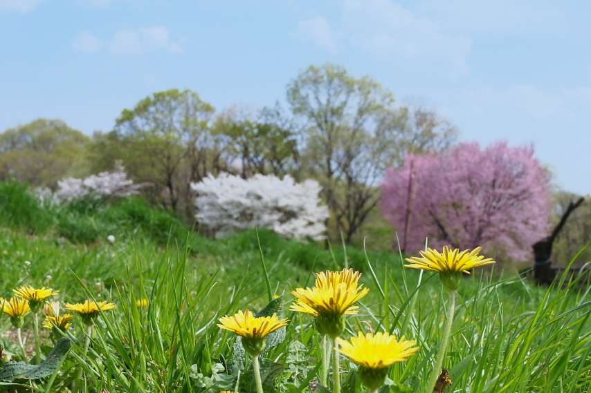 桜と蒲公英が咲くひよどり山の丘 - 小宮公園