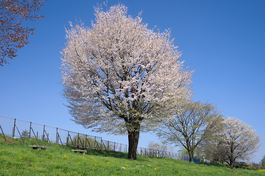 桜が並ぶひよどり山の丘 - 小宮公園