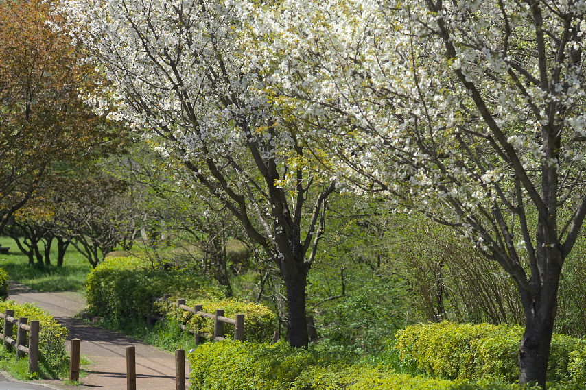 桜が咲く大谷弁天の入口 - 小宮公園