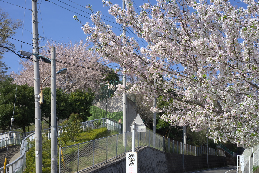 桜が咲くひよどり山トンネルの上、弁天橋の通り