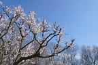 ũAY() - {