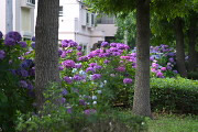 アジサイ(紫陽花)を歩道から - 小宮公園