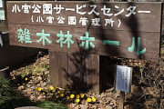 フクジュソウ(福寿草)が咲く雑木林ホール前 - 小宮公園