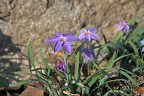 縁石に咲く花韮(紫) - 小宮公園