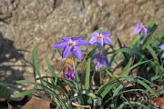 縁石に咲く花韮(紫) - 小宮公園