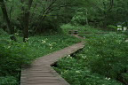 ウバユリが咲くひよどり沢 - 小宮公園