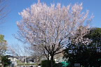 春開花した桜 - 久保山公園