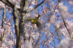 桜の枝の間を飛び回るメジロ