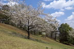 桜の咲く斜面 - 久保山公園