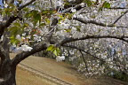 大島桜 - 久保山公園