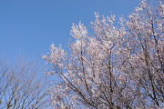 桜 - 久保山公園