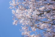 桜 - 久保山公園