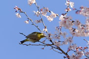 桜の花とメジロ - 久保山公園