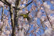 桜の枝の間を飛び回るメジロ
