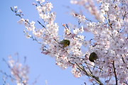桜に集まるメジロ - 久保山公園