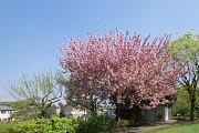 里桜(八重桜) - 久保山公園