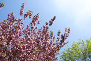 里桜 - 久保山公園