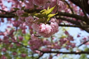 里桜の花 - 久保山公園