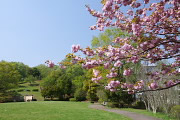 里桜が咲く広場 - 久保山公園