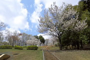 大島桜が咲く展望広場の斜面